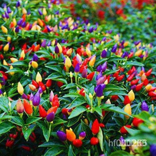 [超低價】辣椒種子四季蔬菜籽七彩椒觀賞小辣椒種子 發芽率高蔬菜 辣椒 多款辣椒苗種子
