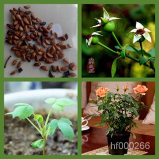 99免運✅✅玫瑰花種子花卉栽種子 矮化玫瑰花盆栽植物種子 新手推薦發芽率高花卉 玫瑰