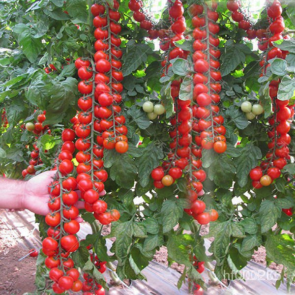 [超低價】瀑布番茄種子四季聖女果種子 發芽率高蔬菜種子 番茄 聖女果 種子