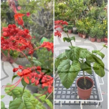 花幫派_季節花卉植物—紅龍船花--常綠灌木~豔紅色後轉變為橙紅色/5-6吋高約30-40cm