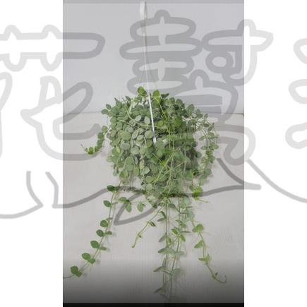 花幫派_多肉垂掛植物—綠葉串錢藤--葉如銅錢~串串相連葉如銅錢/3吋