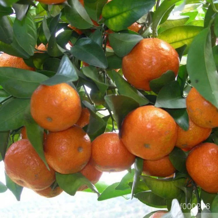 高産桔子種子小金橘種子橘子種子紅桔 金桔 貢桔 砂糖橘水果盆栽