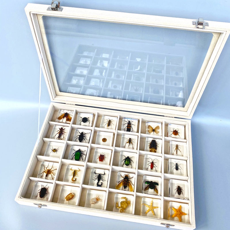 蝦皮優選 免運 法布爾真昆蟲標本禮盒玩具琥珀教學海洋蝴蝶蜘蛛蝎子蜜蜂科學實驗