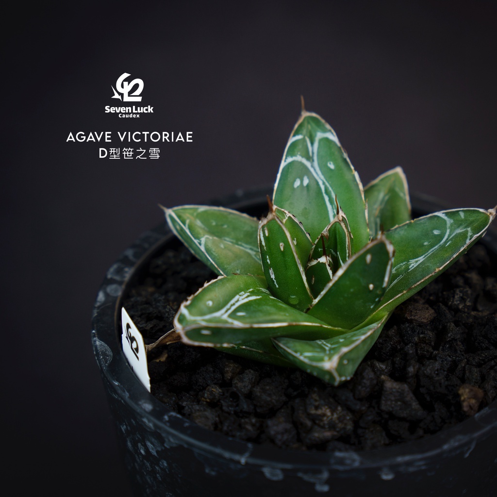 SL’s 植物園-龍舌蘭[D型笹之雪AGAVE VICTORIAE-REGINAE 'D FORM']