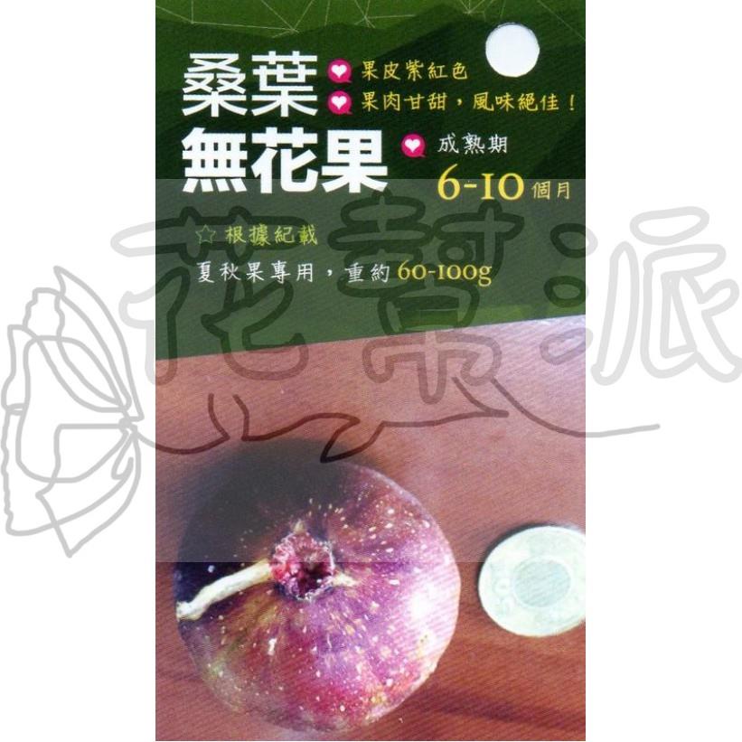 花幫派_水果苗—桑葉無花果--果皮紫紅色~果肉甘甜/5吋高約20-30cm/售450特價400