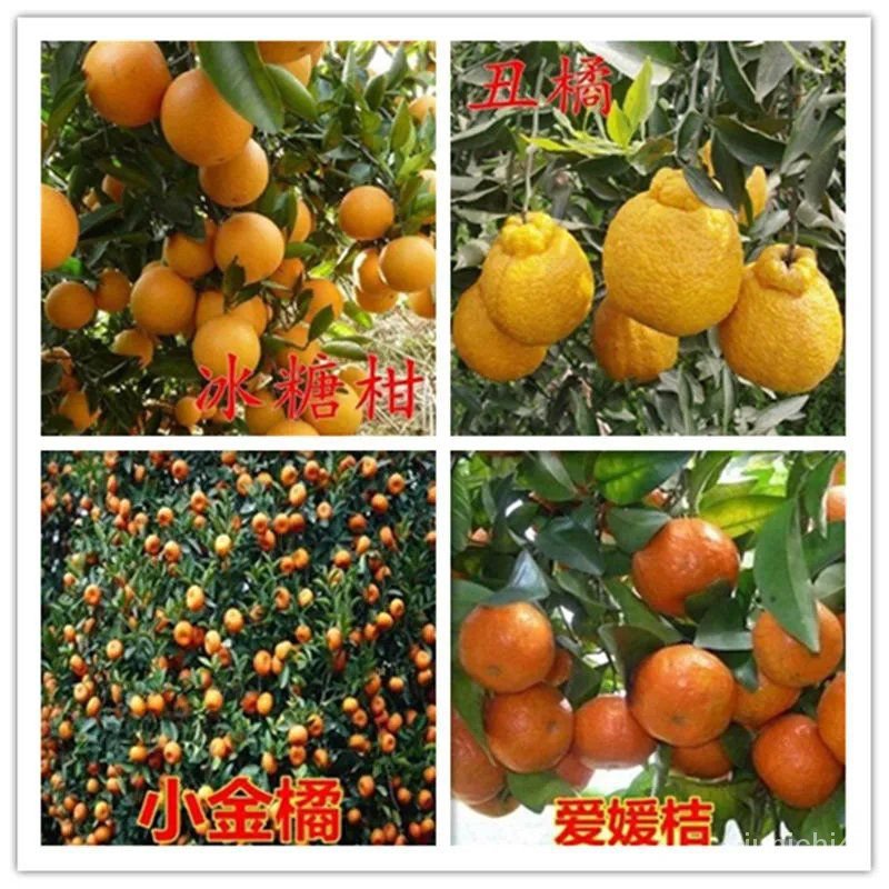 高産桔子種子小金橘種子橘子種子紅桔 金桔 貢桔 砂糖橘水果盆栽四季播種  花卉種子