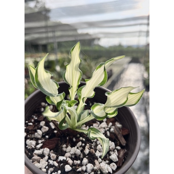 仙氣滿分 小型的日本玉簪 Hosta ‘Silver Streak’