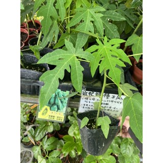 《花果山🐒》 -- 紅妃矮種木瓜 種子/組織栽培