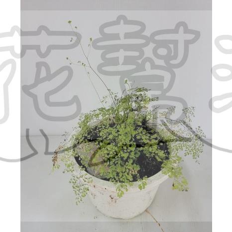 花幫派_綠化觀賞植物—細葉鐵線蕨--多年生草本植物~淨化空氣/6吋