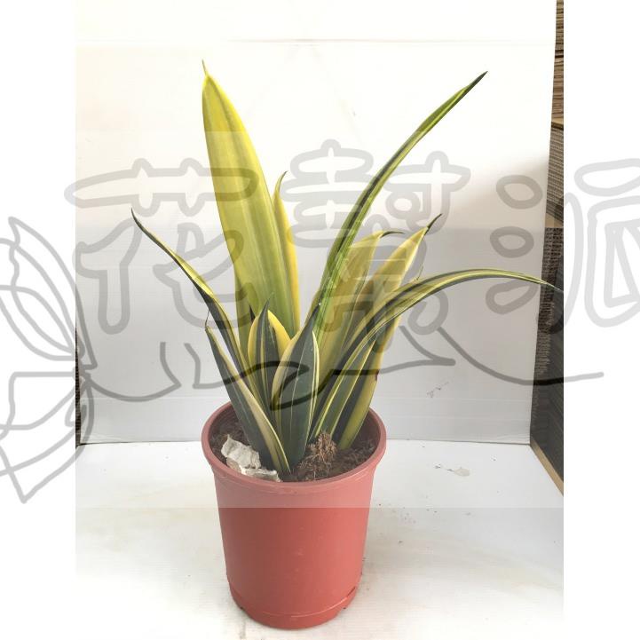 花幫派_綠化植物—黃金虎尾蘭--最新品種~葉片直立/6吋高約30-35cm/特價700
