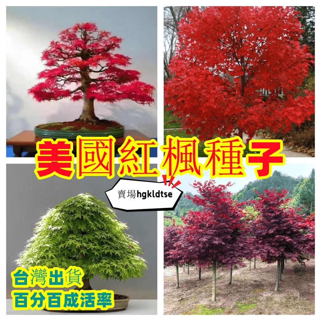 🔥【1站式.農資】🔥紅楓種子 美國紅楓樹種子日本紅楓 多年生盆栽庭院觀葉植物花卉種子