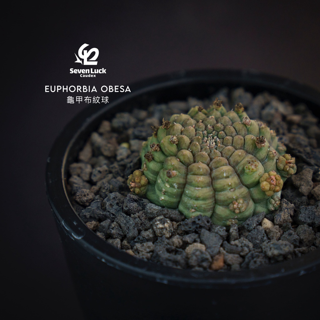 SL’s植物園-龜甲布紋球Euphorbia obesa