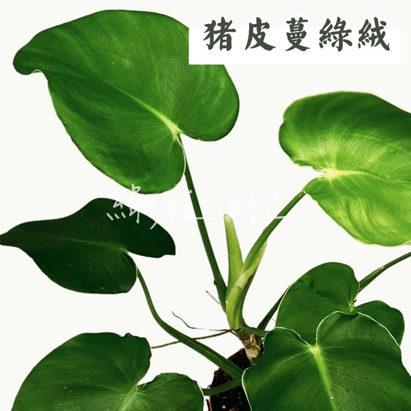 ｜綠植日記｜豬皮蔓綠絨/特殊的紋理/Philodendron rugosum/觀葉植物/3吋