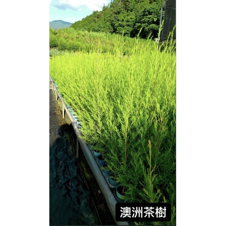 澳洲茶樹/茶樹苗/永吉種苗園