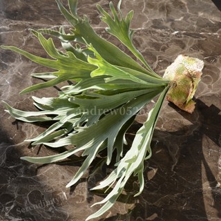 新品⭐【仿真花】模擬鹿角葉仿真植物盆栽北歐綠植創意家居室內背景墻裝飾 MWHJ812