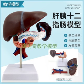 ❀0382❀人體肝胰十二指腸模型肝臟解剖模型人體器官模型醫學 教學模型