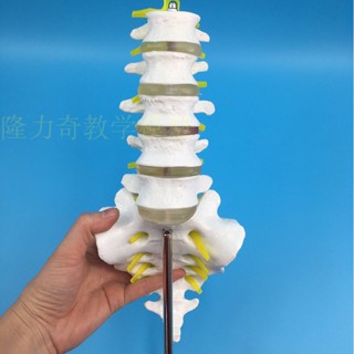 ❀0382❀人體尾椎骨腰椎骨 馬尾神經模型 人骨模型人體模型 脊椎骨模型