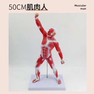 ❀0382❀人體全身肌肉運動模型 肌肉解剖模型 50CM成人肌肉人體模型