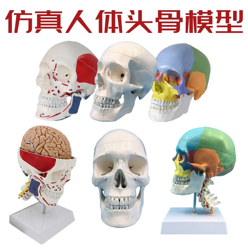 ❀0382❀美術醫學藝用最標準彩色分區骷髏頭頭骨頭顱骨標本模型 頭骨標本