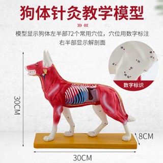 ❀0382❀狗體針灸模型 犬針灸模型 狗針灸穴位 動物針灸 獸醫教學動物解剖