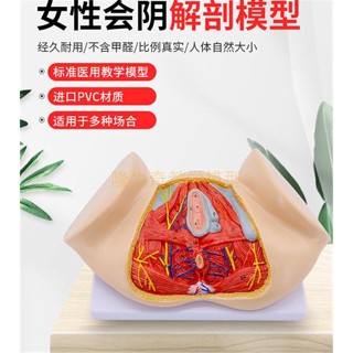 ❀0382❀女性會陰解剖模型 生殖器解剖模型 女性骨盆女性生殖解剖