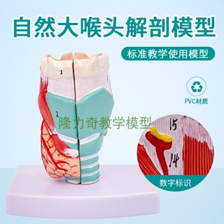 ❀0382❀自然大喉解剖模型 喉部解剖模型 人體喉解剖模型 喉頭解剖模型
