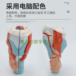 ❀0382❀正品 喉頭解剖模型和高階喉結構與功能放大模型 人體器官解剖教具