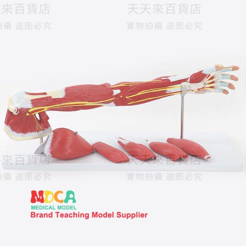 上肢肌肉血管神經模型手臂肌運動解剖模型可拆卸醫學教學模具