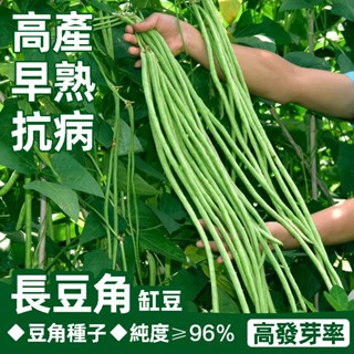 特長豆角種子 矮生無架豇豆 蔬菜種子 無架豆角種子 長豆角種子 夏天可播 原裝分包大田用種高產量