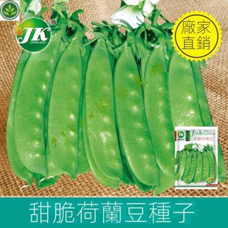 🌱荷蘭豆種子甜脆大莢春秋種植蔬菜種籽菜豌豆菜籽種易種無縴維 種子 種籽【green園藝花坊】