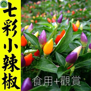 🌱七彩辣椒籽四季播五彩椒朝天椒籽觀賞陽臺盆栽庭院高産辣椒蔬菜籽 種子 種籽【green園藝花坊】