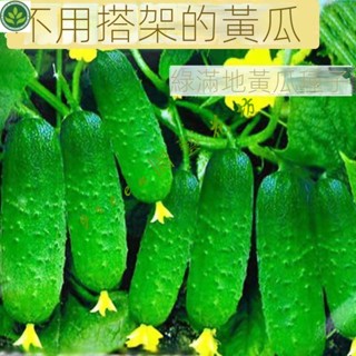 🌱四季早熟水果黃瓜節節瓜高産小黃瓜地載陽臺盆栽菜籽農傢黃瓜種子 種子 種籽【green園藝花坊】