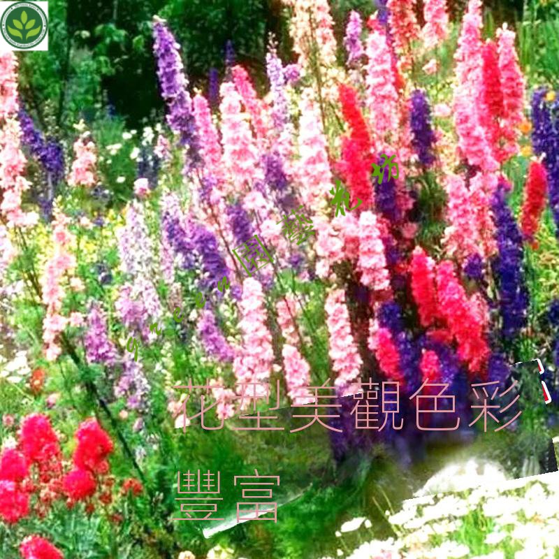 🌱飛燕草種子小飛燕草種子花籽花卉種子花種子四季播種種子 種子 種籽【green園藝花坊】