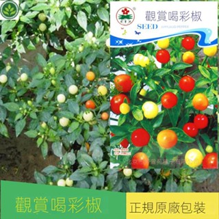 🌱朝天椒種子喝彩椒種子五彩小辣椒種子辣椒籽觀賞椒種子蔬菜種子 種子 種籽【green園藝花坊】
