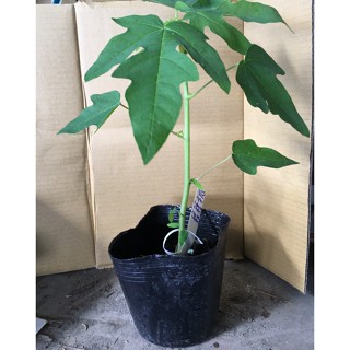 花囍園_水果苗—矮種木瓜--四月中下旬~ 植株粗壯矮生/4.5吋高約10-12cm/售150特價120