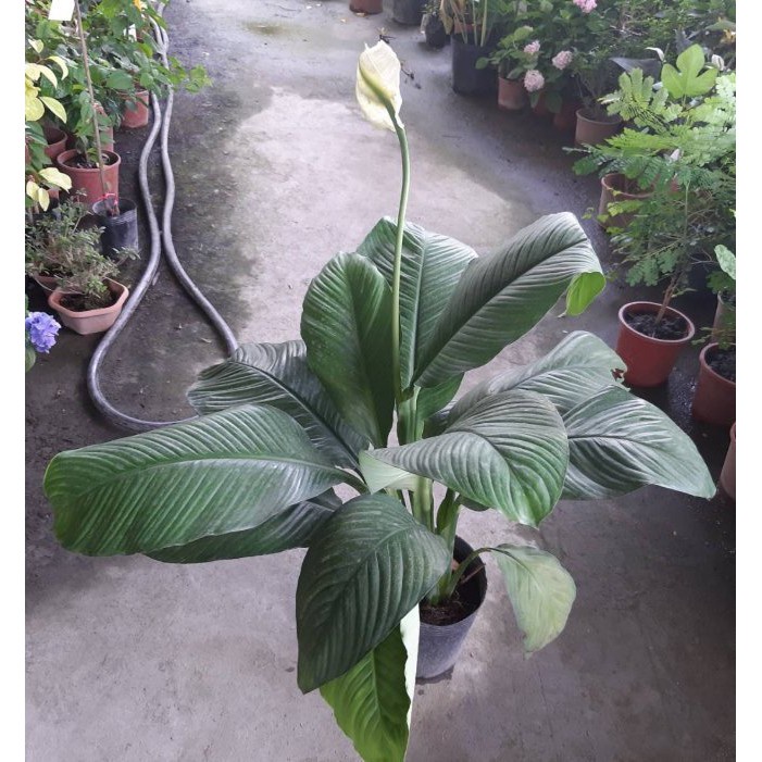 花囍園_室內襯景植物—綠巨人 白鶴芋--清潔空氣~觀花觀葉兩相宜/8吋高約40-60cm