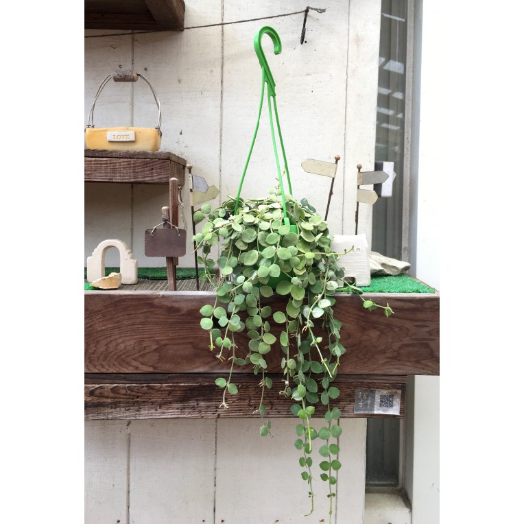 花囍園_多肉垂掛植物—綠葉串錢藤--葉如銅錢~串串相連葉如銅錢/3吋