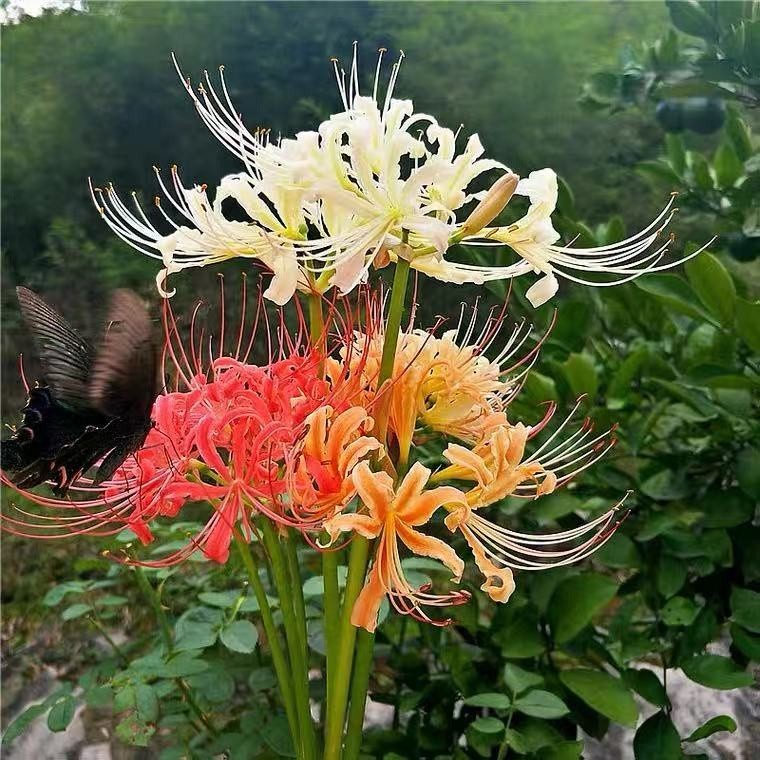 福源花卉 彼岸花種子 曼珠沙華彼岸花四季播種花卉種子 彼岸花 種子