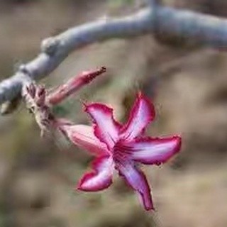 超稀有 夾竹桃科，莫提夫沙漠玫瑰，Adenium multiflorum種子1粒 爆款热销富可發