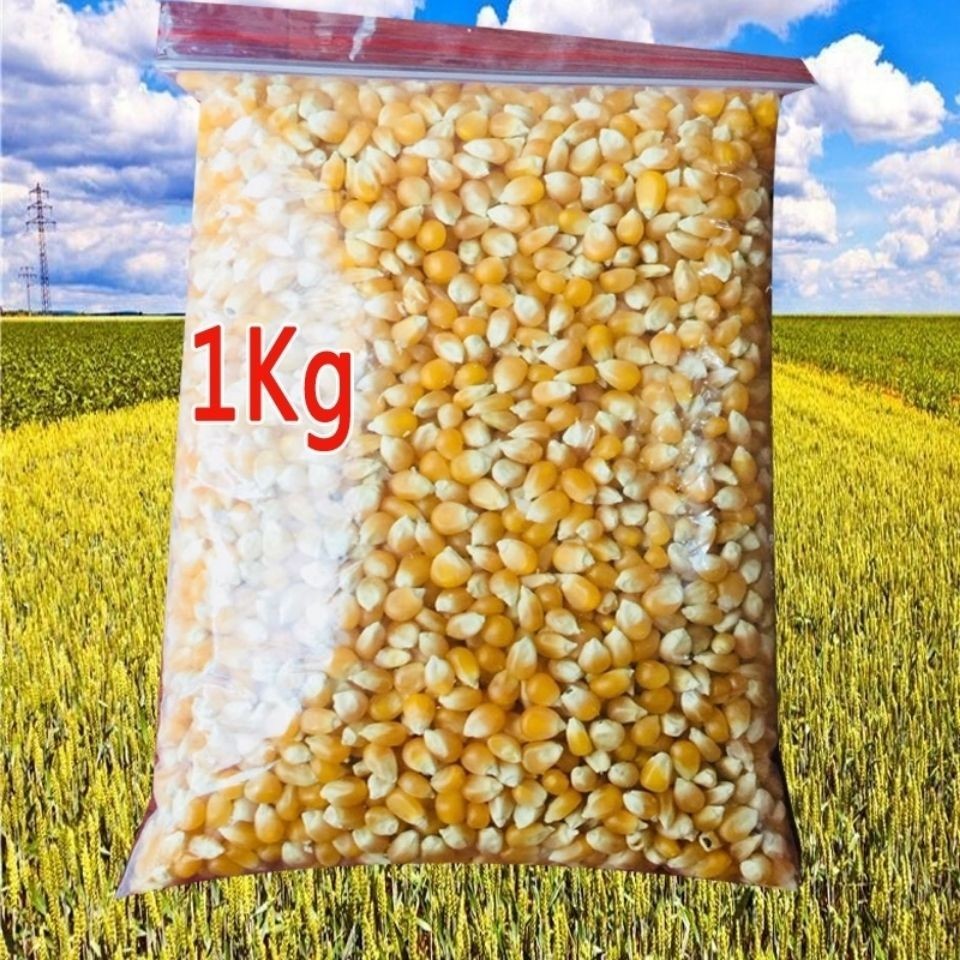 Corn grain小玉米粒 الذرة爆米花玉米Popcorn corn