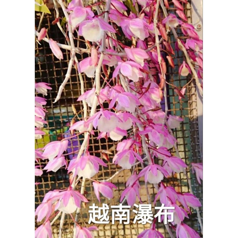 [特價三顆100]🌹越南紅（越南瀑布）石斛蘭苗🌹4月開花