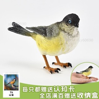 台湾保固實心-仿真-益智玩具-模型玩具-模擬動物模型-套裝-動物玩具-麻雀山雀雀科-鳴禽鳥類-兒童-認知XYG