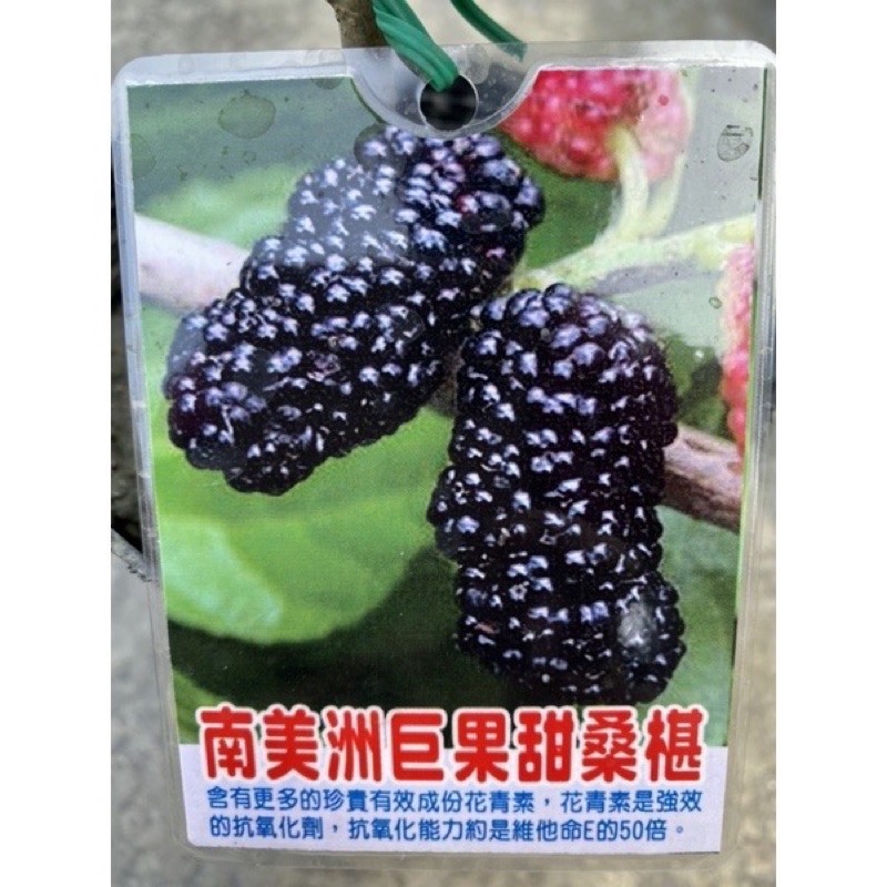 掛果滿滿～南美洲巨果甜桑椹/6吋盆/適合盆栽栽種、產量高
