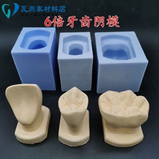 小百合模6倍放大矽膠陰模 製作石膏牙齒模具 磨牙切牙石膏牙模型 包郵模型展示模型