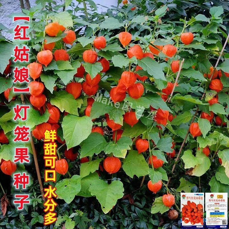 種子 紅菇娘果種子東北黃姑娘紅姑娘種籽燈籠果陽臺庭院水果型觀果種子/種籽