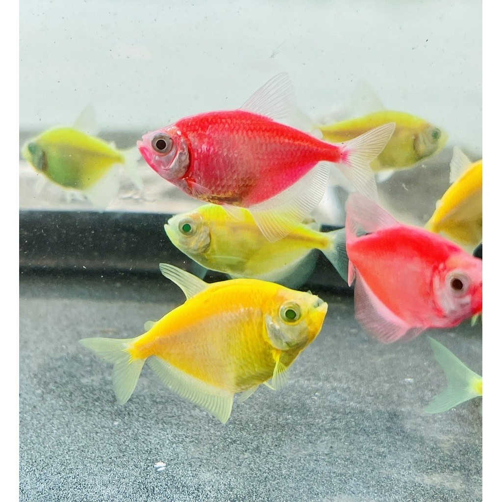 【彩蝦屋】螢光磚魚 綠磚 粉紅磚 黃磚 天使魚 彩群 水族飼料 客製化飼料 水族