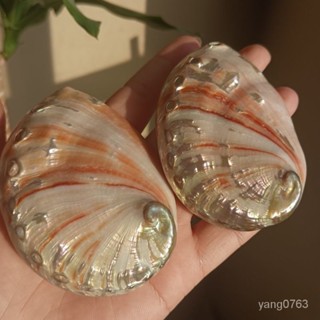 【熱銷】純天然j紅鮑螺殻真的貝殻珊瑚海螺魚缸造景擺件diy材料貝殻工藝品 擺件 禮品 招財 裝飾 魚缸 貝殼