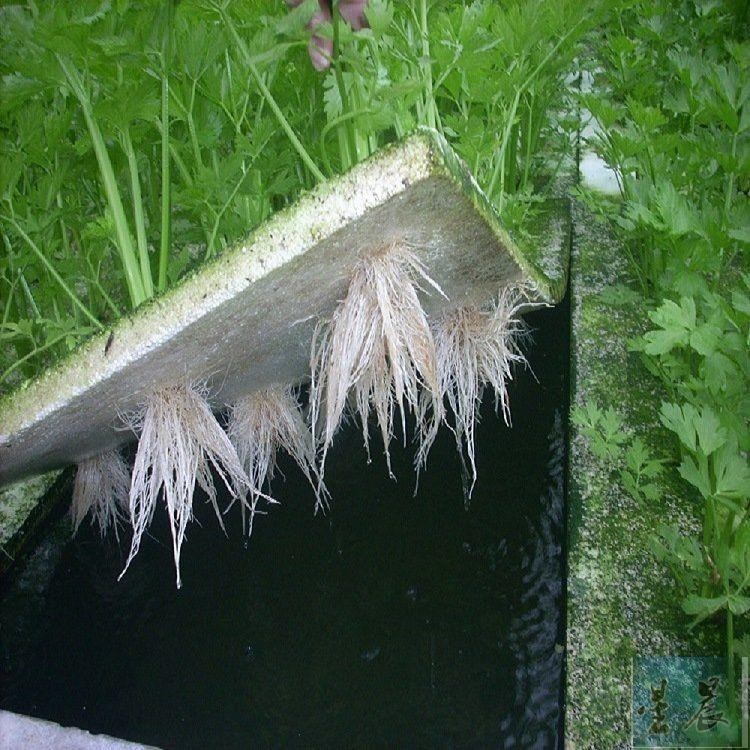 星晨 優選溫室無土栽培設備水培蔬菜帶孔水耕漂浮定植板 水上種菜發泡板