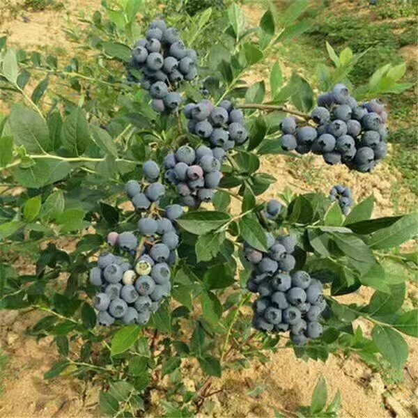 新采藍莓種子四季種植藍莓樹可盆栽地在果樹藍莓兮兒花坊