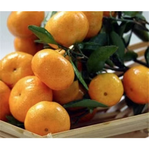 當年新種子沙糖橘種子四季金桔盆栽地栽果樹種子橘子桔子兮兒花坊